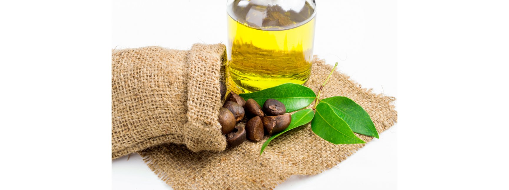 Camellia Japonica Seed Oil